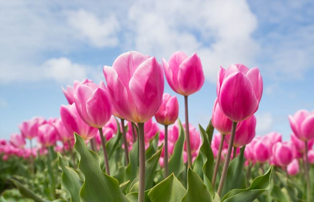 jak przechowywać cebulki tulipanów