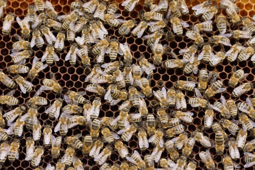 pszczoły bezżądłowe w polsce